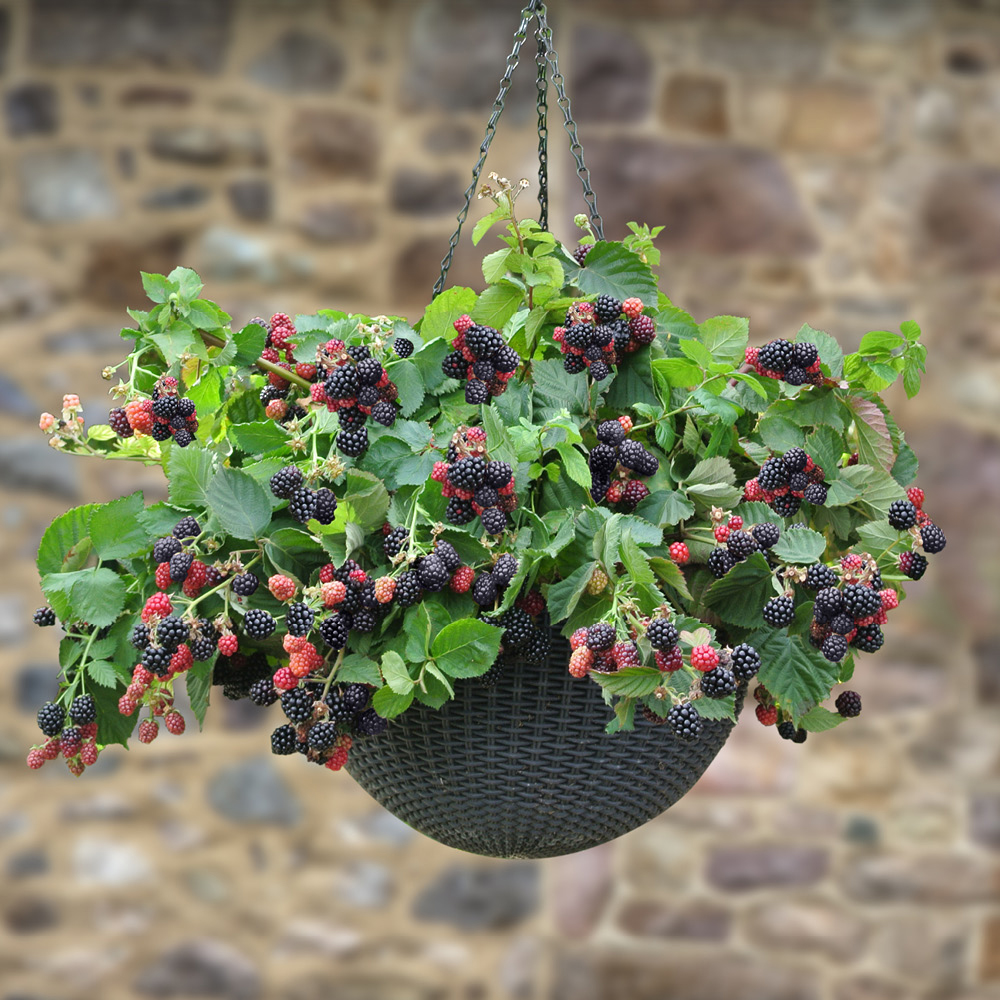 Blackberry Black Cascade 9cm Trailing Fruit Bush eBay