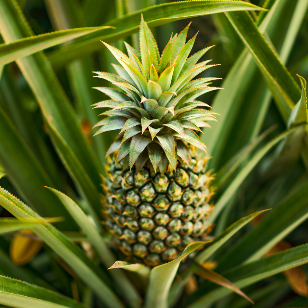 tribez what to do to get pinapple bush