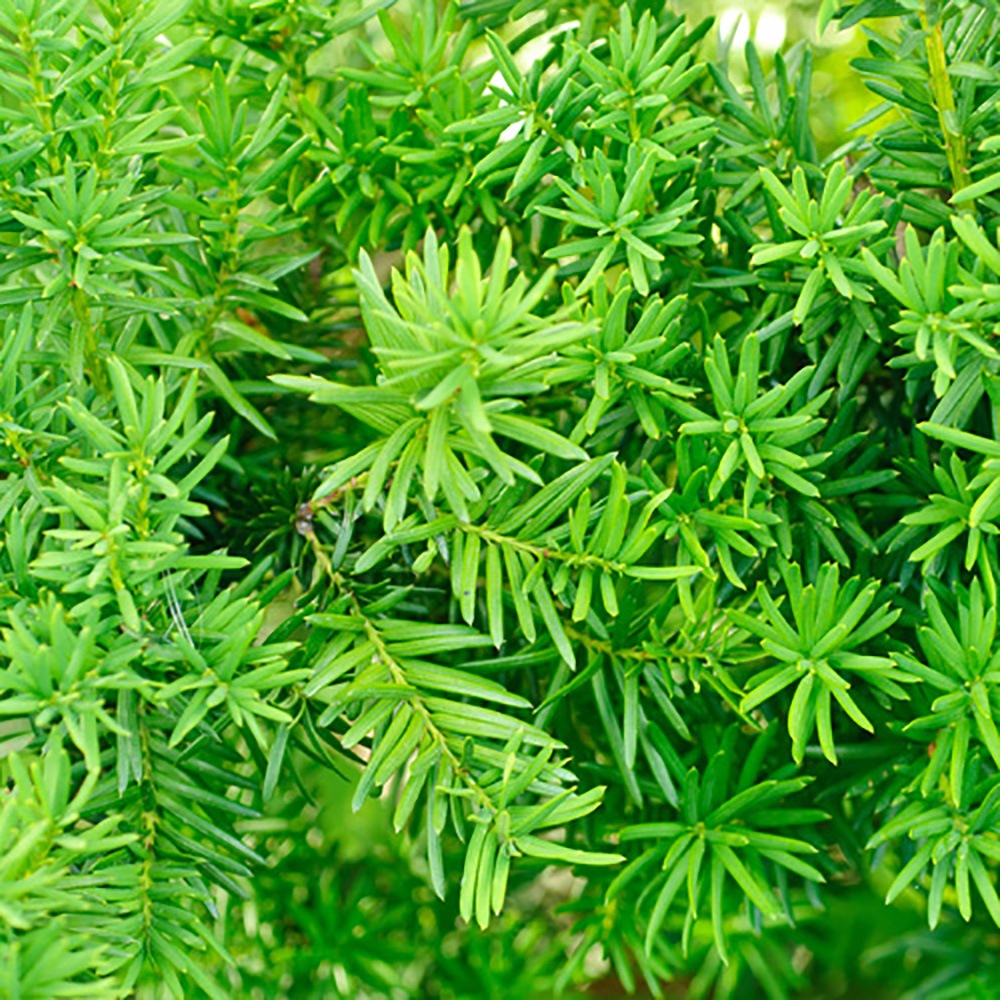 Yew Hedging Plant Taxus baccata in a 9cm Pot 2535cm Tall