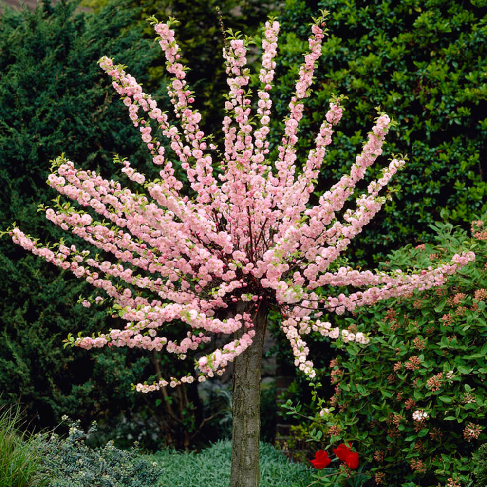 Flowering Almond Ornamental Cherry Tree Prunus triloba 1.4m Standard