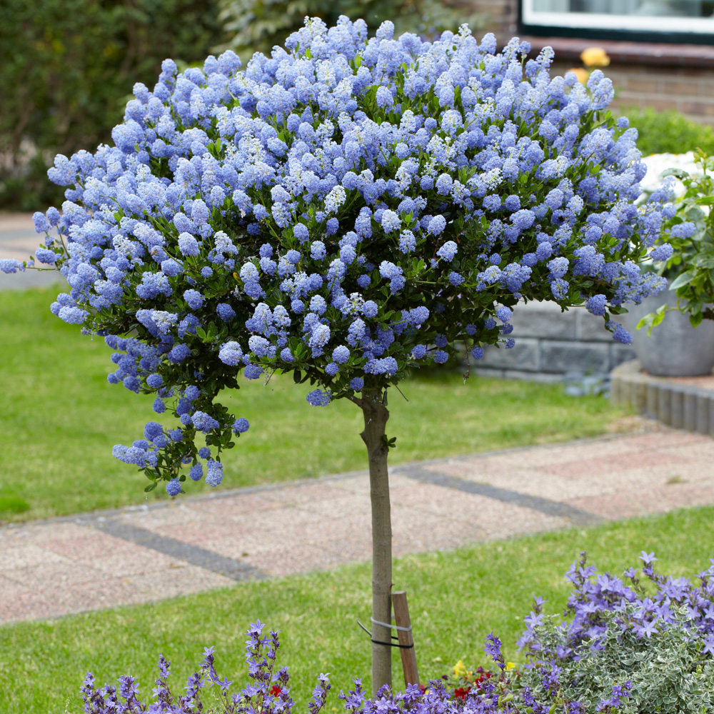 Standard Lilac Tree | Hot Sex Picture