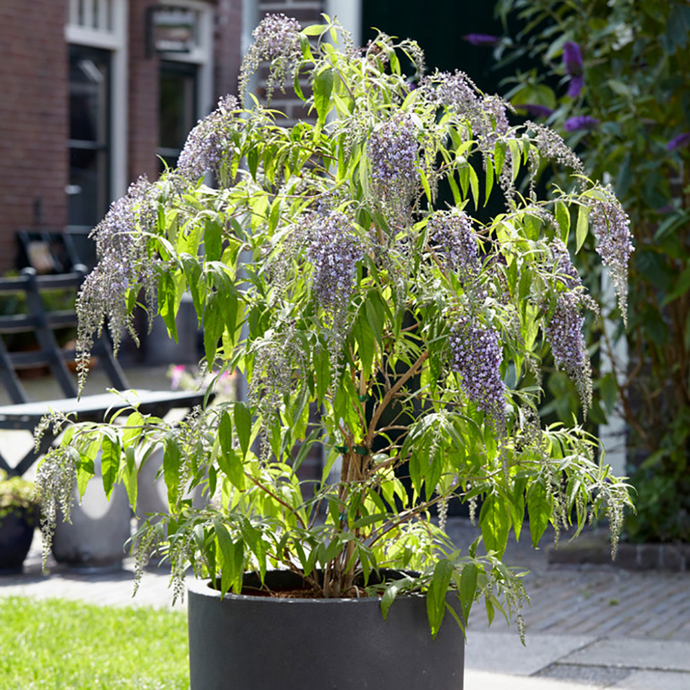 Butterfly Bush, Buddleia davidii 'Wisteria Lane' in a 9cm