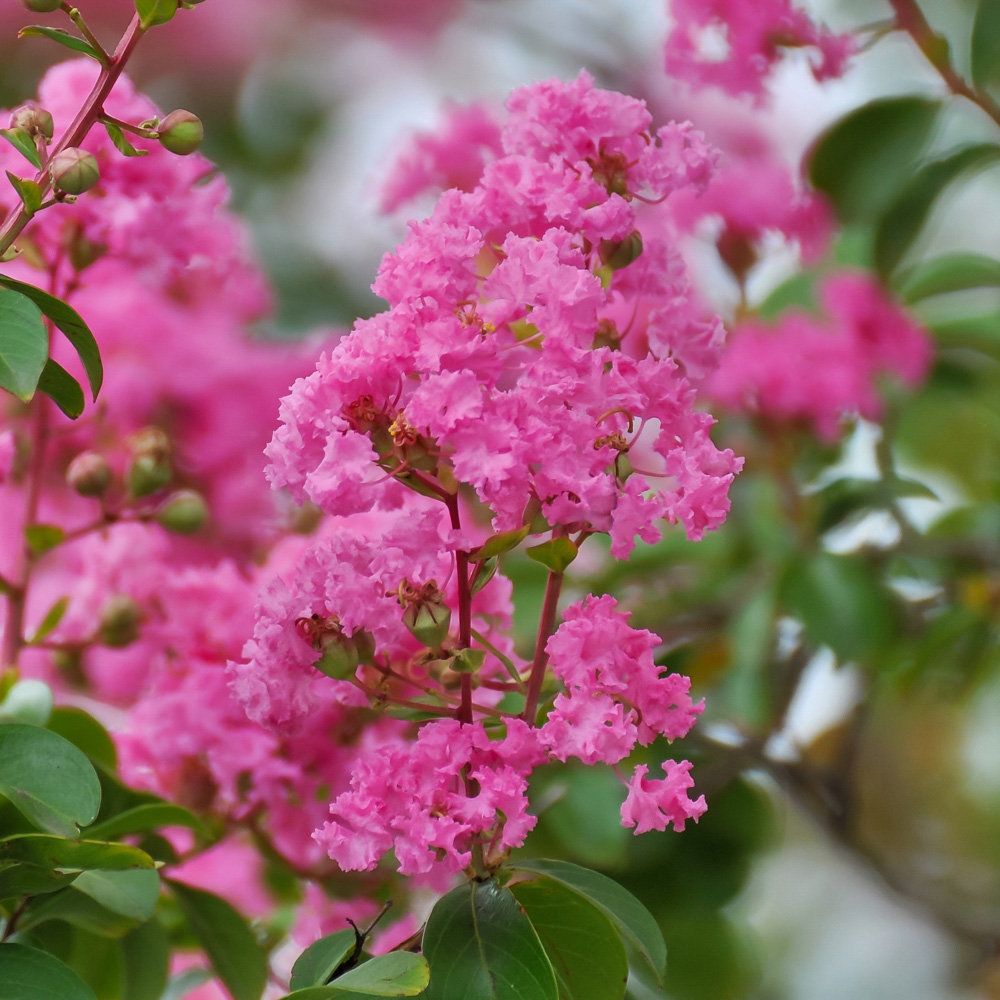 Pink Crepe Myrtle Lagerstroemia Plant in 2L Pot 5056214016370 | eBay