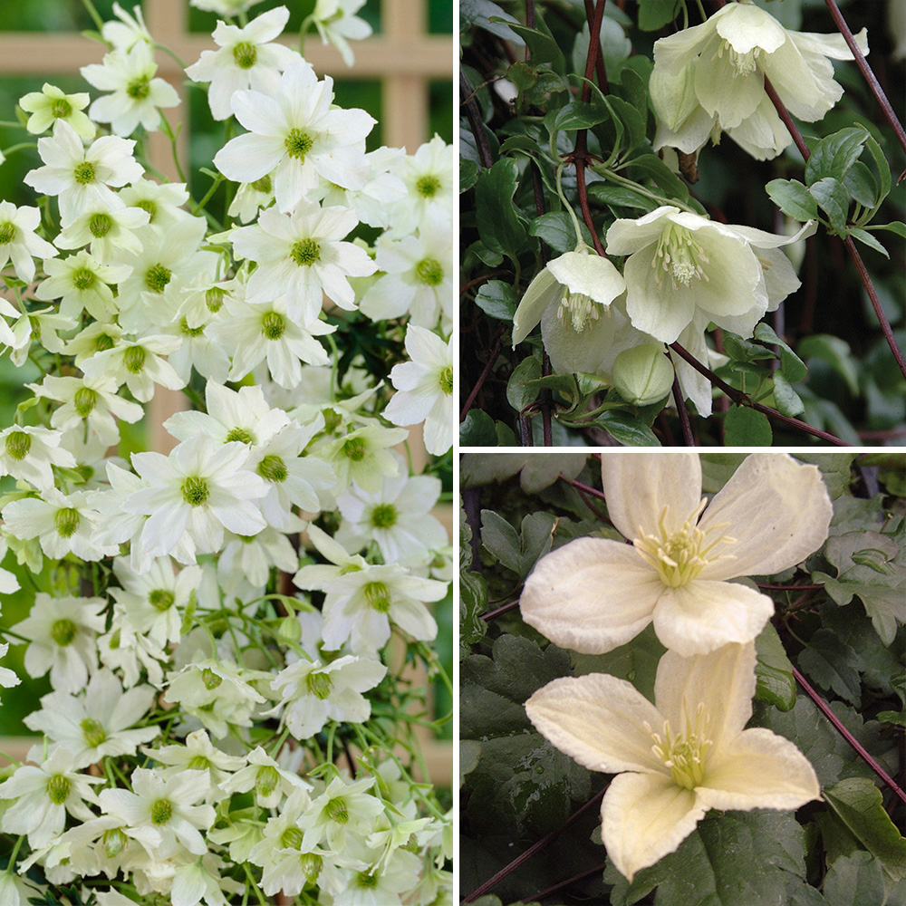 3 Evergreen Climbing Clematis Plants in 9cm Pots eBay