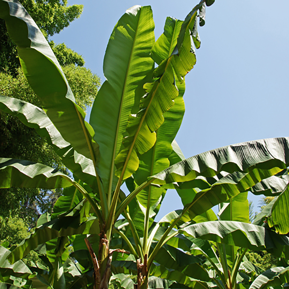 Musa basjoo (Japanese banana) plant 30cm tall | eBay