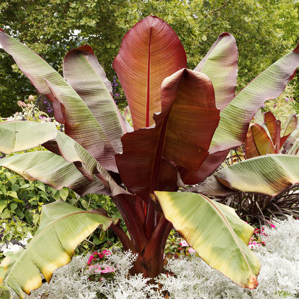Ensete Maurelii Red Abysinnian Banana Plant 3040cm Tall eBay